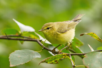 Willow warbler (Phylloscopus trochilus) sitting on a branch.