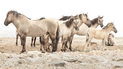 group of Konik horses on riverside beach of river Waal in the Netherlands