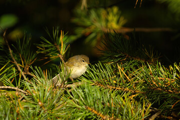 Willow warbler (Phylloscopus trochilus) juvenile sitting on a spruce branch.