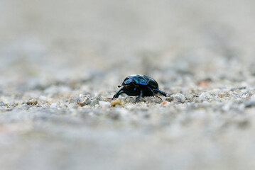 Dor beetle (Anoplotrupes stercorosus) walking on the dirt road.