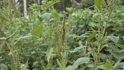 Green plants and flowers of Amaranthus powellii also known as Powells amaranth, pigweed, smooth,...