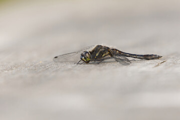 Black darter or black meadowhawk (Sympetrum danae) resting on a plank.