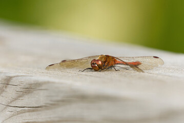 Vagrant darter (Sympetrum vulgatum) resting on a plank.