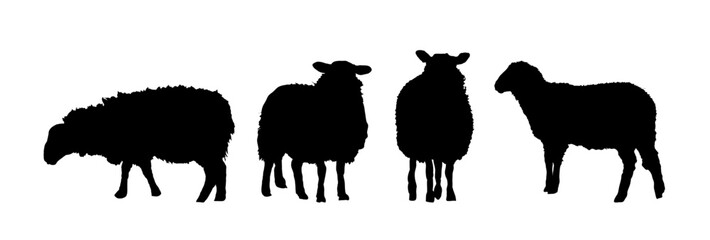 set of silhouettes  of sheep