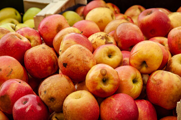 Red apples. Harves apples.
