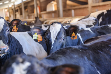 Modena, Italy - July 9, 2022: Cattle used for the production of Parmesan Cheese in a holding pen in Modena Italy
