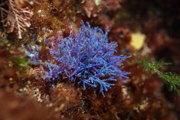 Fototapeta na wymiar Iridescent cartilage weed alga Chondria coerulescens, underwater in the Atlantic ocean, Spain