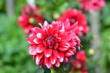 Dahlia Flowers