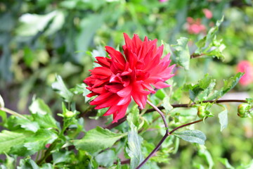 Dahlia Flowers