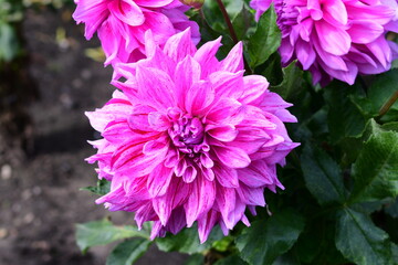 Dahlia Flowers