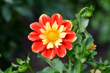 Dahlia Flowers