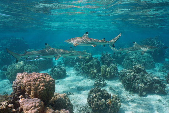 Several blacktip reef sharks in the ocean, underwater seascape, south Pacific, French Polynesia