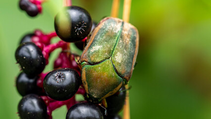 Beetle bug on a leaf