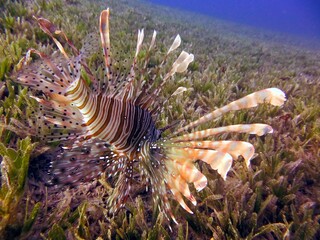 lionfish