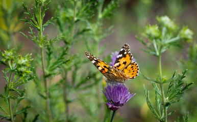 Orange butterfly on purple flower