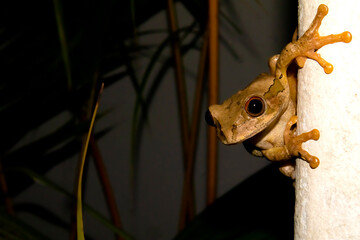 Natal Forest Tree Frog (Leptopelis natalsensis) clings to a wall. Creatures of KwaZulu Natal, South...