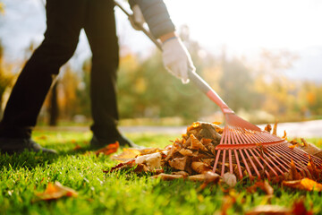 Autumn clean in garden back yard. Rake and pile of fallen leaves on lawn in autumn park. Volunteering, cleaning, and ecology concept. Seasonal gardening.