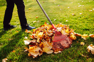 Autumn clean in garden back yard. Rake and pile of fallen leaves on lawn in autumn park. Volunteering, cleaning, and ecology concept. Seasonal gardening.