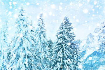Obraz premium beautiful winter landscape, snow-covered fluffy fir trees, snowfall in the mountains, panorama of mountain peaks, the Swiss Alps in the snow, walks in the winter white forest