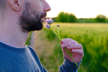 bearded young man in backlight of sun, inflorescences blue flower phacelia honey plant, Phacelia...
