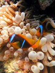 red sea clown fish