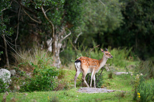Portrait of a young fallow deer standing in the forest, Kerry, Ireland - Powered by Adobe