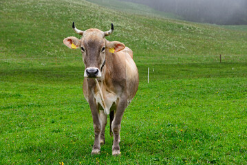 Naklejka na ściany i meble Swiss cow, high mountain pastures in Engelberg, central Switzerland, canton Obwalden, Switzerland, Europe