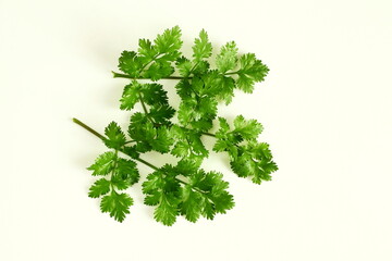 fresh coriander green leaves isolated in white background,top view copy space