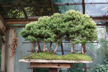 Bonsai tree standing on wooden rack attracts tourists with picturesque view of plant at exhibition. Interesting creation of nature waiting turn for exploration and examination in botanical garden