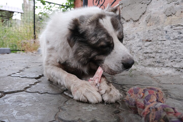 
Big angry Central Asian Shepherd dog eats a bone. Dangerous animal to guard the house. Alabai,...