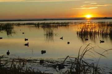 Decoys at sunset