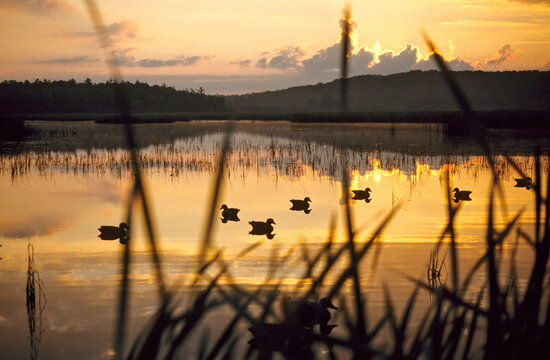 A spread of decoys at sunrise 