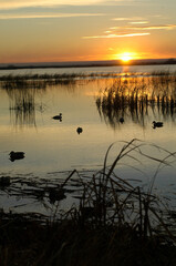 A spread of decoys at sunset 