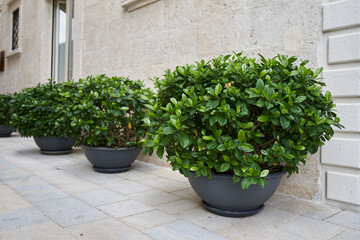 Outdoor plants in large pots near the building