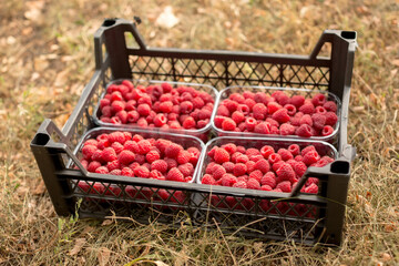 Fresh juicy raspberries harvest in plastic container box on the groung. Season of fruit and jam...