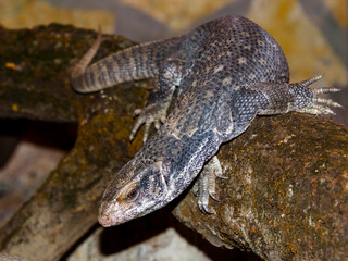 African savannah monitor lizard in a rocky area