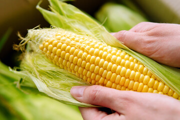 Woman's hands clean corn cob. Farmer holding corn cobs harvest in hands in corn field. A close up...