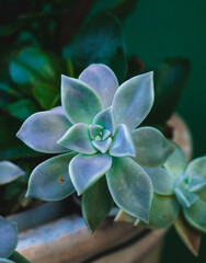 blue hydrangea flower