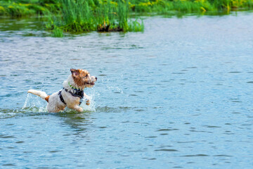 Jack Russell terrier playing in shallow river on sunny summer day. Dog plays and jumps in the water