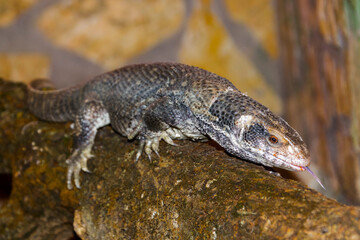 African savannah monitor lizard in a rocky area