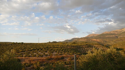 Olive trees field in Andalucía