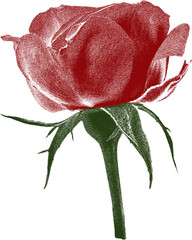 isolated bohemian dark red rose flower screen print