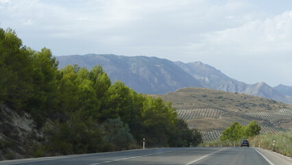Olive trees field in Andaluc&iacute;a