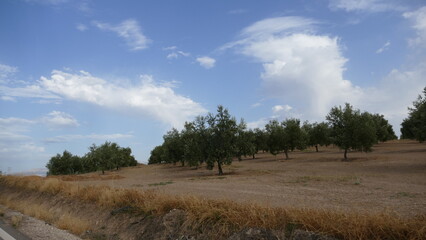 Fototapeta na wymiar Olive trees field in Andalucía