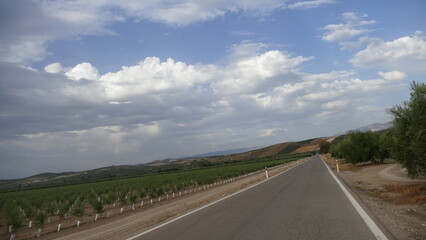 Olive trees field in Andalucía