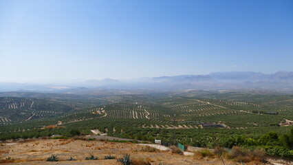 Fototapeta na wymiar Olive trees field in Andalucía