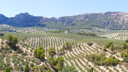 Olive trees field in Andalucía