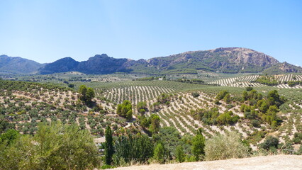 Olive trees field in Andalucía