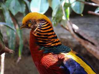 Striking colors on a captive golden pheasant 