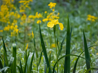 Yellow Iris growing in a wetland garden at Roswell Riverfront Park in Georgia.